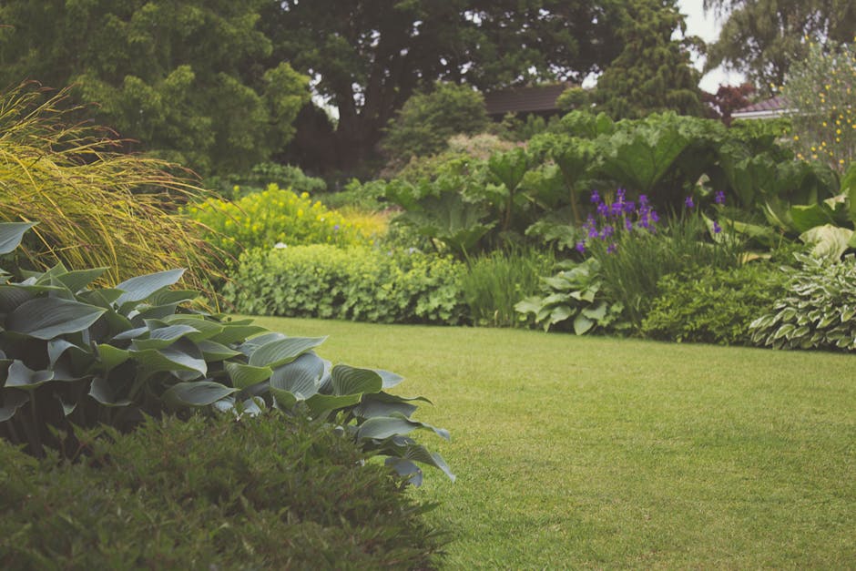 A well-maintained garden featuring lush, green grass with neatly trimmed edges and a variety of mature plants and shrubs. In the foreground, broad-leaved hostas with glossy, deep green foliage are vis